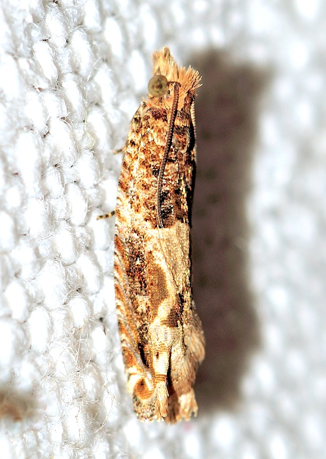 Tortricidae N. 16